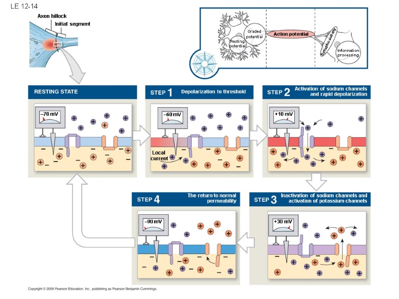 LE 12-14 Initial segment The return to normal permeability –60 mV –70 mV Local